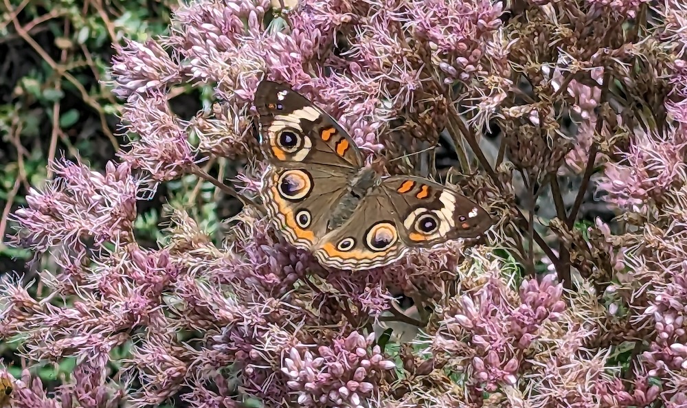 Common Buckeye butterfly on Joe Pye Weed