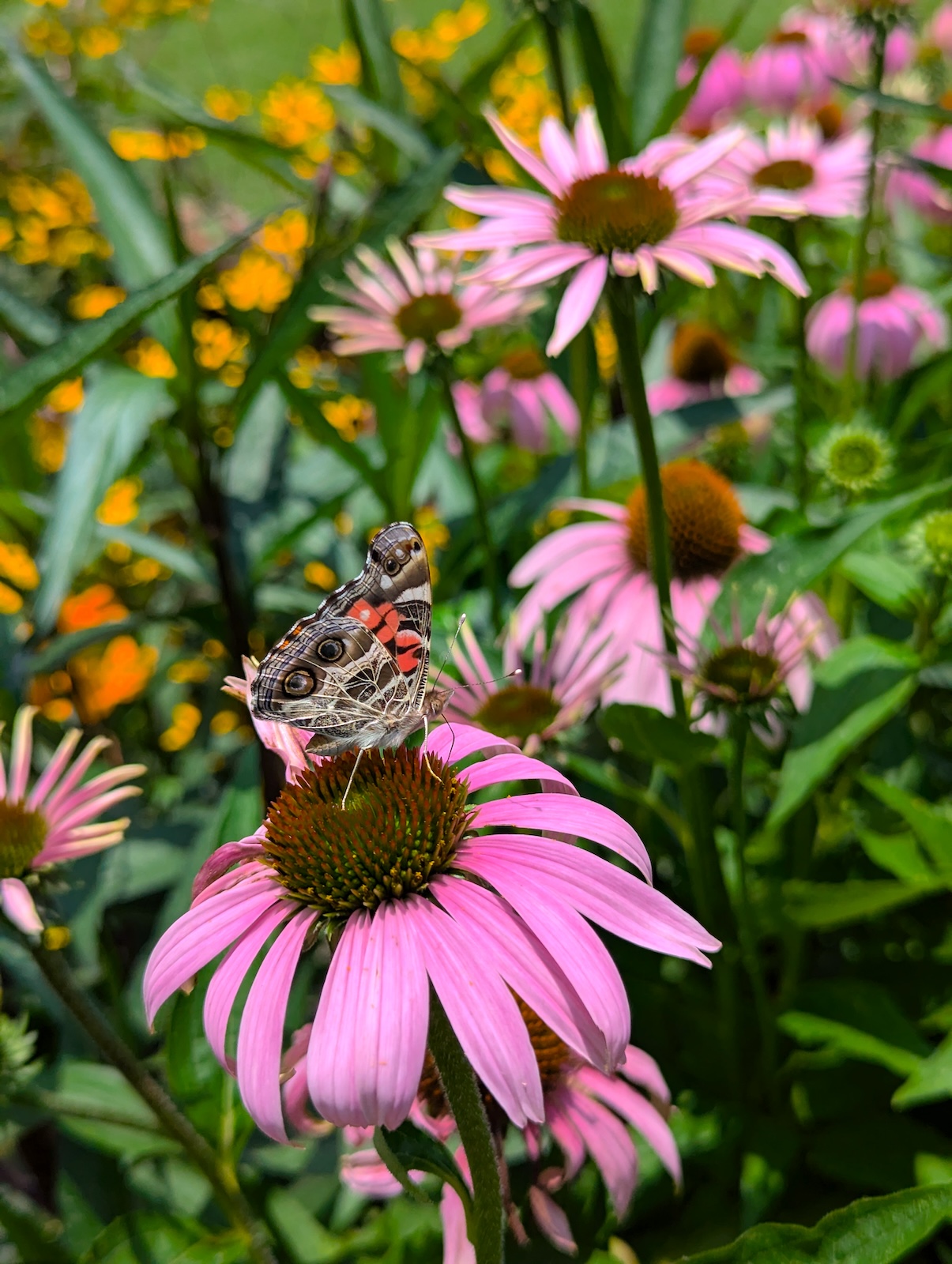 coneflower with butterfly