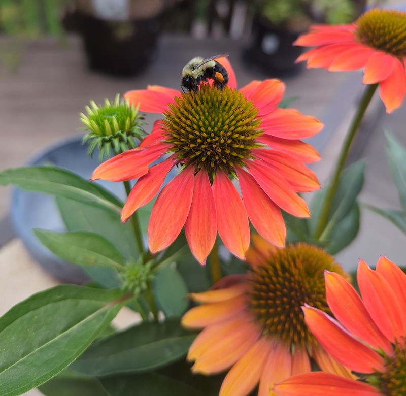 coneflower