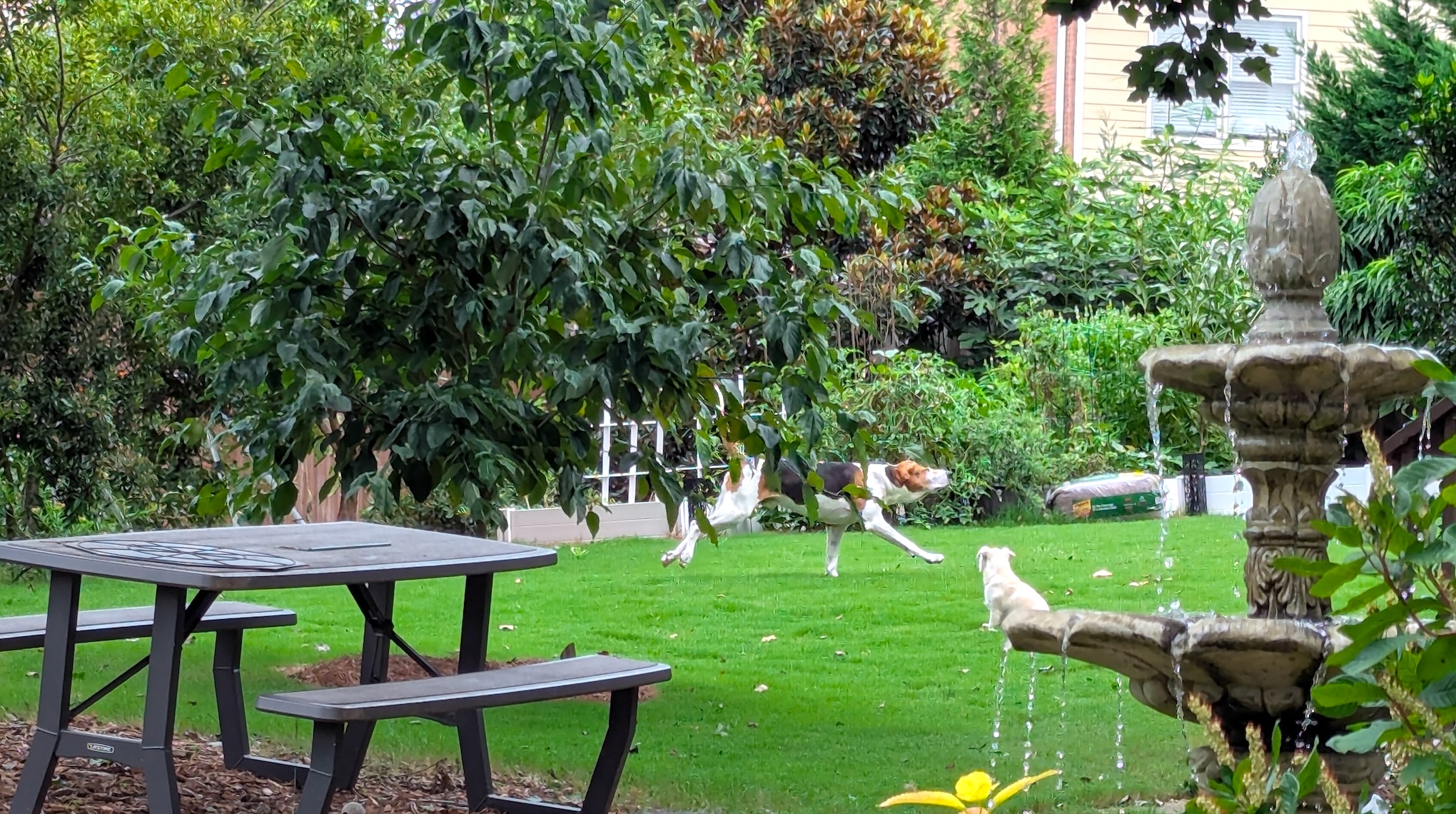 tranquil garden