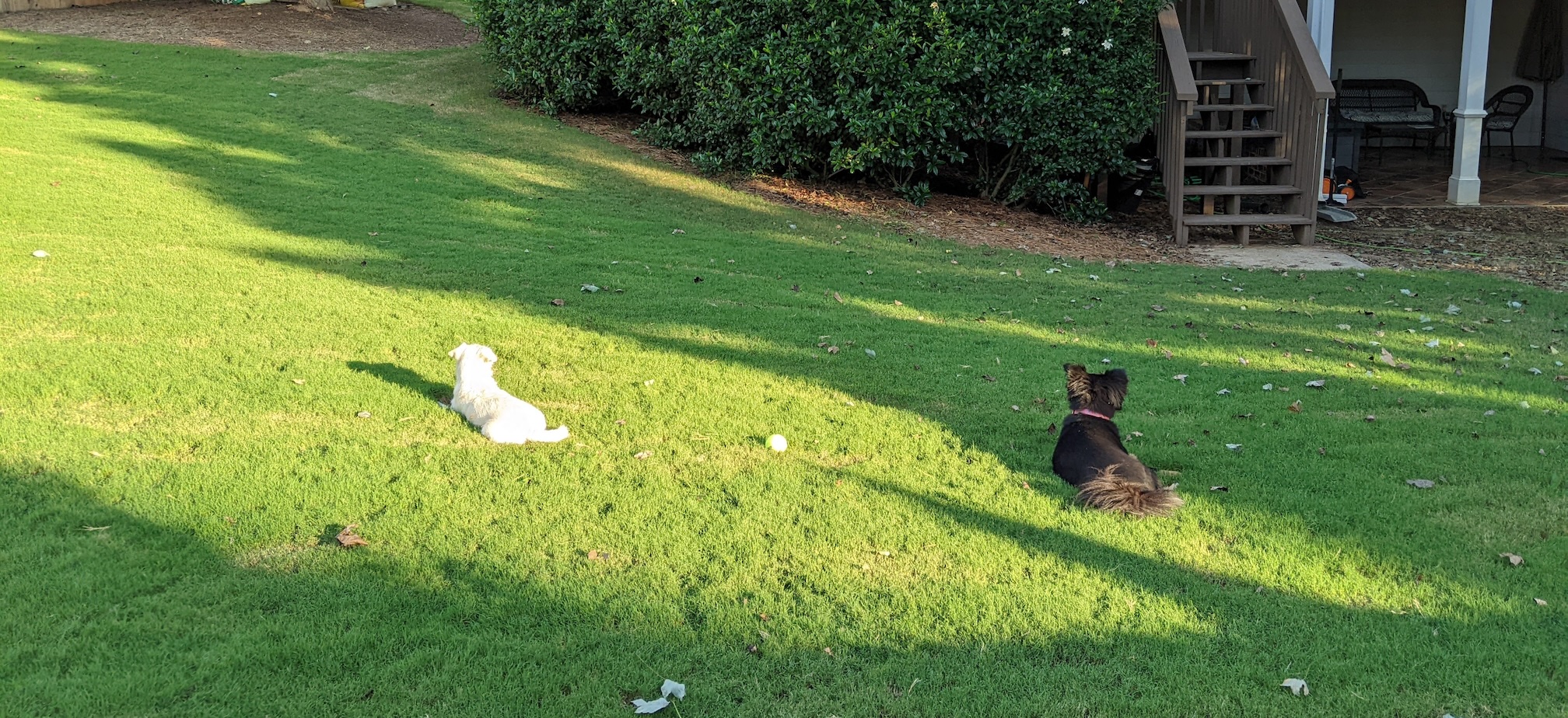 lawn