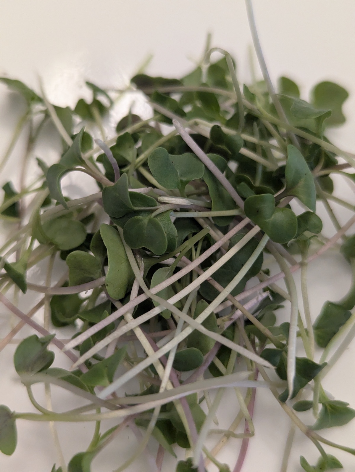 Broccoli microgreens