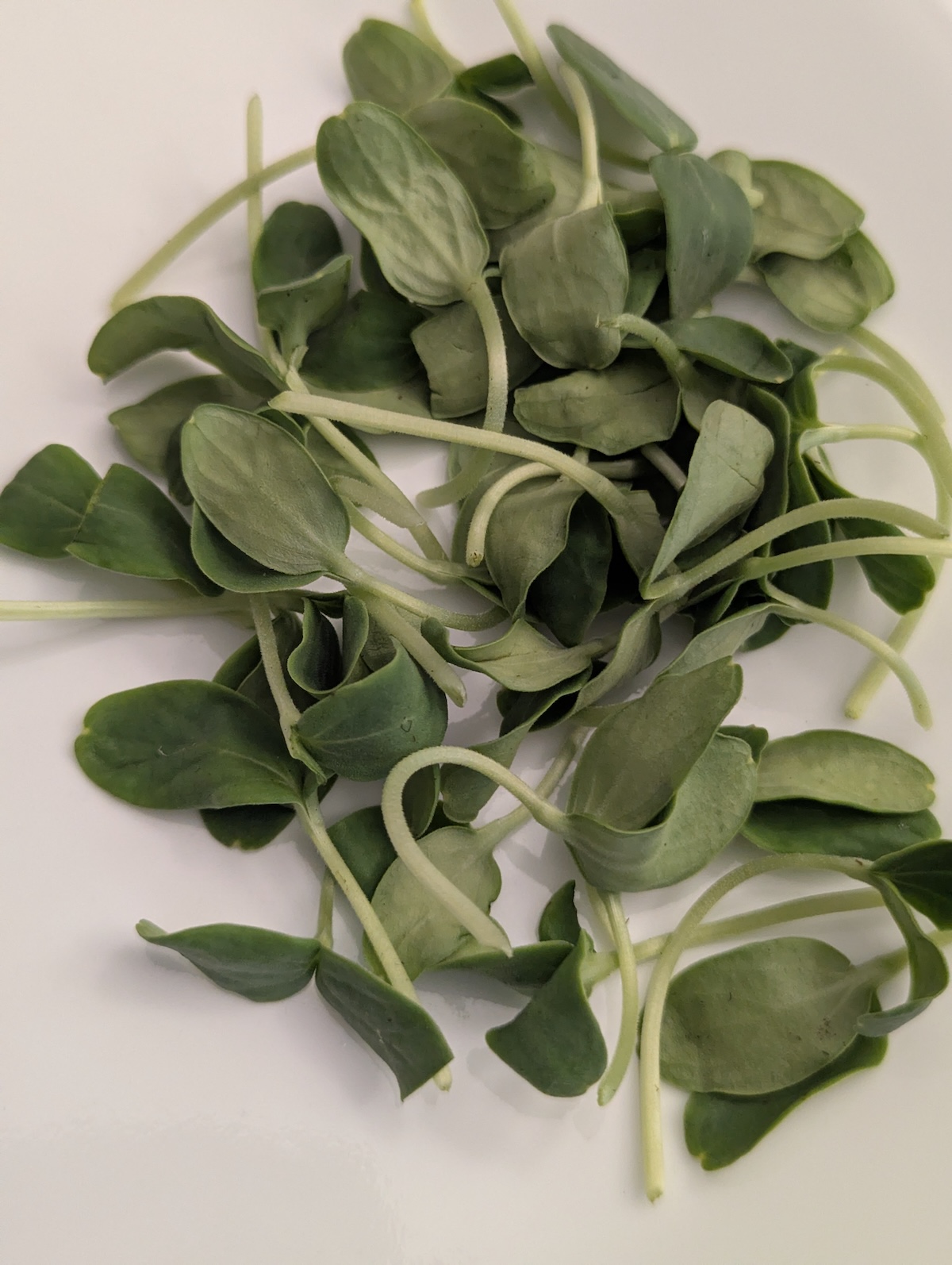 Cantaloupe microgreens