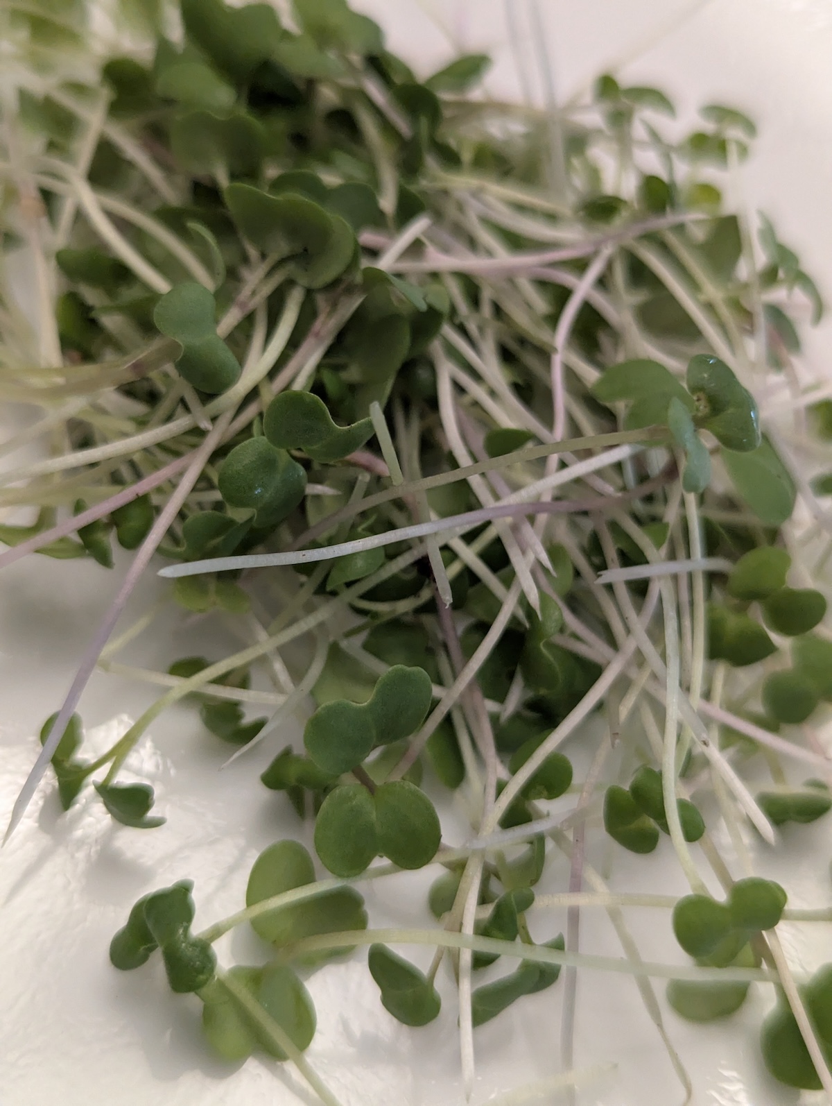 Wasabi Mustard microgreens