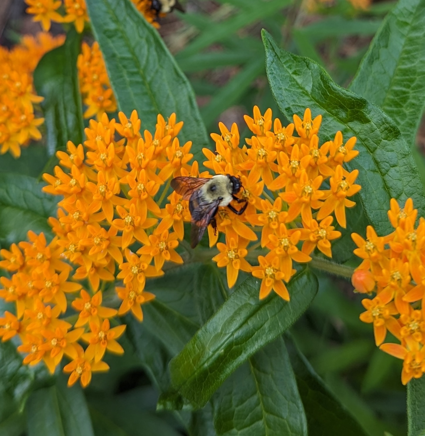 milkweed