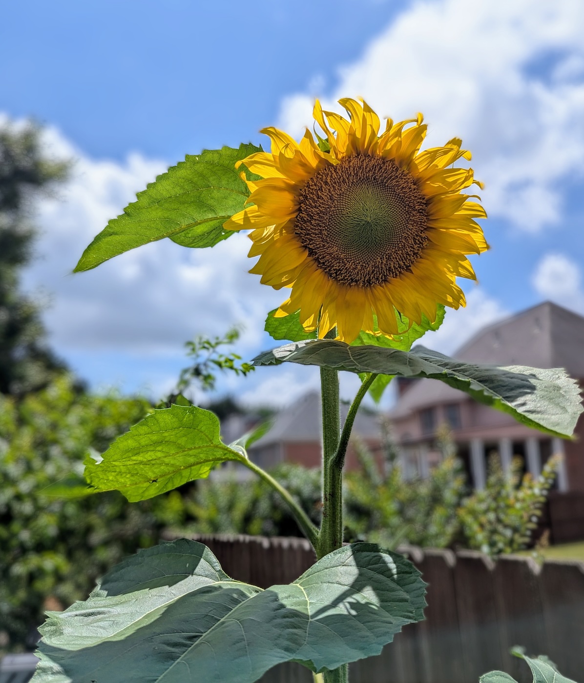 sunflower